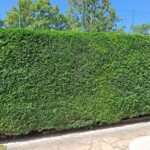 Buissons verts