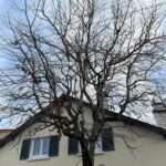 Brindilles, branches et arbres