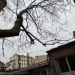 Branches et brindilles