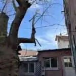 Taillages et entretiens des branches d&rsquo;arbres