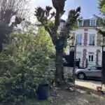 Entretiens des arbres et des espaces verts