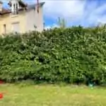 Buissons et herbes