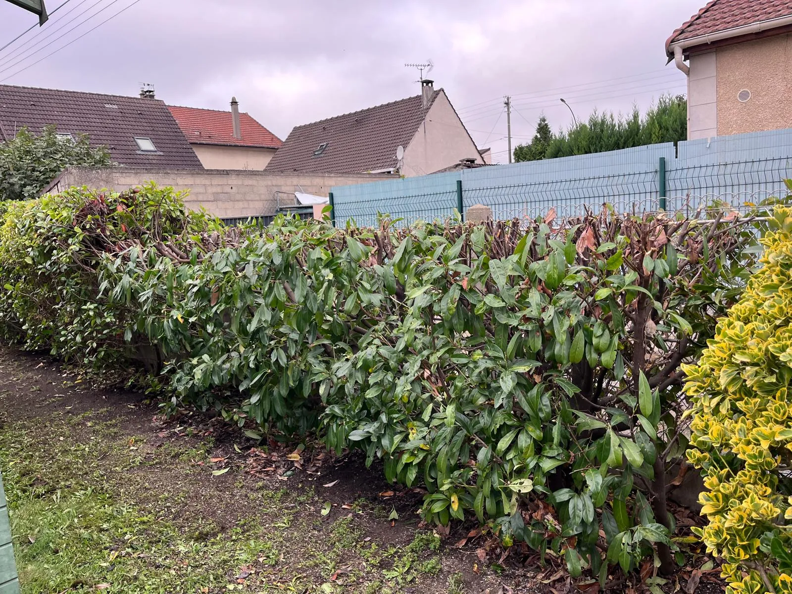 buisson en cours d'élagage